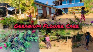 Flower Rakhney Thau Kasto Banayim Ta Geranium Flower Care🌸 villagelifestyle [upl. by Trina]