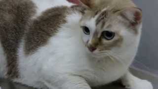 A 6yearold cat has a chronic ear infection 12  chronic otitis externa [upl. by Layol]