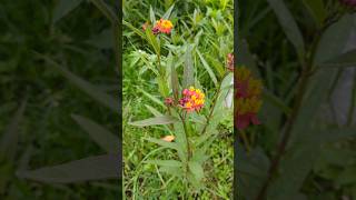 Asclepias curassavica [upl. by Arima416]