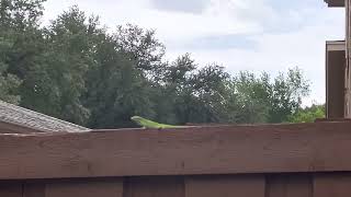 Green Anole Lizard  Mating Call [upl. by Emerson]