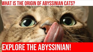 Mysterious Abyssinian Cats Everything You Need to Know [upl. by Arramahs565]