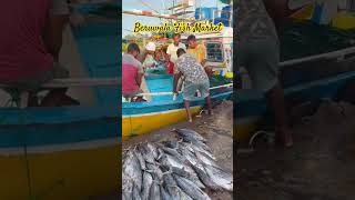 Beruwala fish market srilanka beruwala fishmarket [upl. by Oiramed]