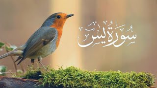 Surah e yaseen beautiful voice  Surah Yasin with Urdu translation [upl. by Gilburt]