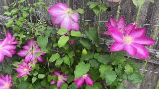 Clematis Pink Champagne May 2024 [upl. by Nomyar26]