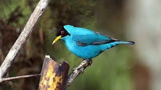 Green Honeycreeper in Costa Rica [upl. by Eohce573]