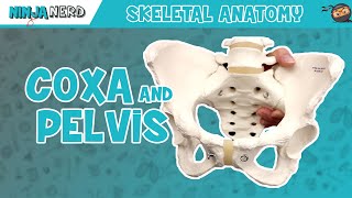 Coxa amp Pelvis Anatomy [upl. by Admama430]