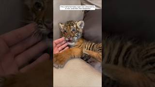 This orphaned baby tiger was adopted by a man and then this happened animalshorts tiger [upl. by Nnaasil]