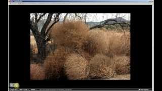 Salsola tragus  Russian Tumbleweed Pt 1 of 2 [upl. by Suoicerpal910]