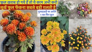 गुलदाऊदी फ़ूल सूखे है तो बिलकुल मत फेंकना  Secret Tips To Get Chrysanthemum Blooms After Pruning [upl. by Nairde541]