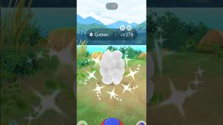 When a Cotton Shiny bubbled me 😳 Pokemon go [upl. by Lust]