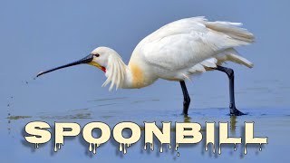 Eurasian spoonbill call spoonbill sound [upl. by Assenev]