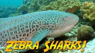 Zebra Sharks of Oman  JONATHAN BIRDS BLUE WORLD [upl. by Roth225]