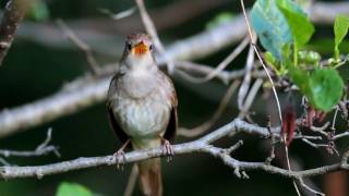 Common Nightingale [upl. by Tobias]