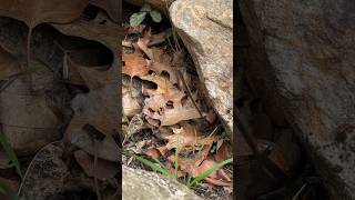 CopperheadWorld’s Best Camouflage [upl. by Eanrahc40]