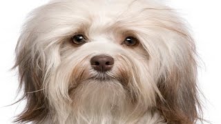 Havanese Dog Breed [upl. by Sugihara951]