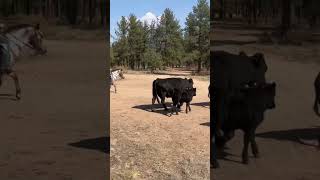 Cattle drive horsegirl horsegirls cattledrive cattle horseriding horses [upl. by Gerk]