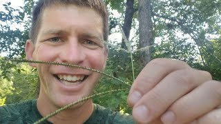 How To Remove One Grass from Another And Identify Grass Type and Weeds by Seedhead [upl. by Cherie]