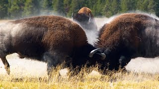 Combat de bisons impressionnant  ZAPPING SAUVAGE [upl. by Astred532]