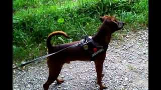 Deutscher Pinscher Bolto 7 Monate vs Hirsch [upl. by Reivaxe]