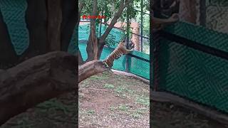 Bengal Tiger Mysuru Zoo bengaltiger tiger [upl. by Ahsiet]