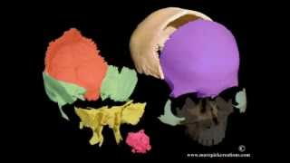 Cranial motion colored bones 21 sec movie [upl. by Fredette]