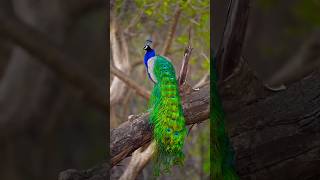 Beautiful Peacock 💞 reels birds nature peacock ময়ূর pets wildbirds music love lovesong [upl. by Haididej]