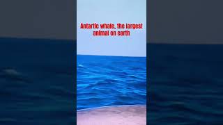 “Antarctic blue whale the largest animal on Earth [upl. by Reizarf]