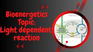 Light dependent reaction l photosynthesis l Bioenergetics l XI biology [upl. by Rundgren]