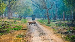 A Drive through Nagarahole Tiger Reserve Forest [upl. by Nykal]