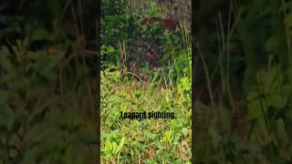 Leapard Sighting Garjiya Zone  Jim Corbett National Park wildlife animals leapard [upl. by Lev]