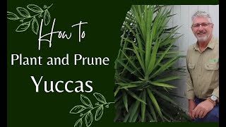 How to Prune and Plant Yuccas [upl. by Belda]