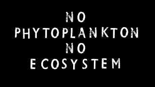 no phytoplankton no ecosystem [upl. by Llenna]