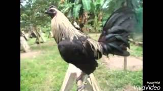 Top Strong Gamefowl Breeds [upl. by Andrel]