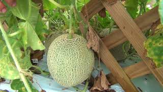 MELON EN EL HUERTO [upl. by Narot]