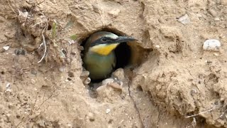 FIRST LOOK At The Lower Beeeater Nest  Norfolk Bee Eaters [upl. by Mchenry119]