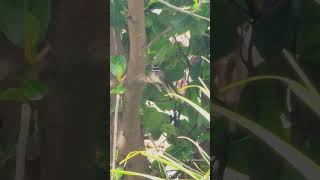 Whitethroated fantail bird spotted singing in the backyard birds birdslover fantailbird [upl. by Aihsrop290]