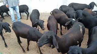 FEIRA DE ANIMAIS DE CACHOEIRINHA bodes cabras ovelhas [upl. by Ssitnerp]