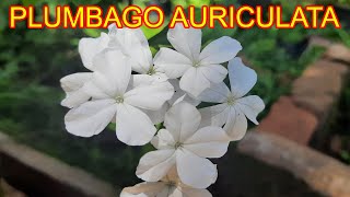 PLUMBAGO AURICULATA WHITE [upl. by Merritt]