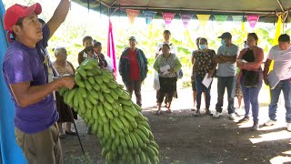 Productores aprenden a mejorar la calidad y rendimientos de los cultivos de frutas y musáceas [upl. by Kidder]