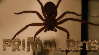 Stoney Huntman Spider Heteropoda javana [upl. by Inaluiak]