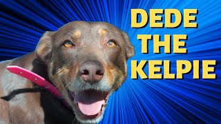 DEDE the Kelpie  Most Loyal Dog  Told By Stuart [upl. by Nhguaved]