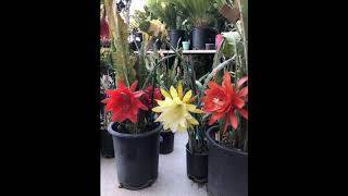 Epiphyllum 2018 [upl. by Ron]