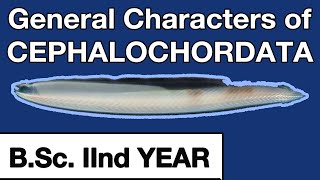 Cephalochordata General Characteristics BSc 2nd year zoology  phylum chordata [upl. by Ferri]