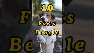 10 Facts About Beagles You Didn’t Know [upl. by Cleti736]