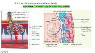 Vidéo 3 sur le chapitre 92 la grossesse des gamètes au foetus [upl. by Sholes]