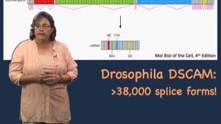 Alternative splicing  Melissa Moore U MassHHMI [upl. by Sirahs]