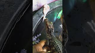 Dwarf caiman feeding 💯 Kpreptiles [upl. by Marva]