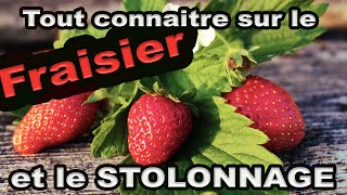 Tout savoir sur le Fraisier et le stolonage 🍓 [upl. by Stig288]