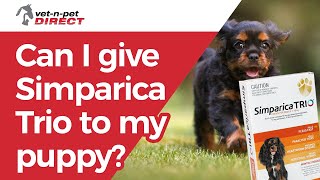 Can I give Simparica Trio to my puppy [upl. by Jaye]