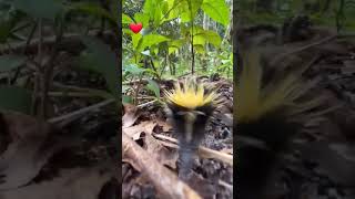 Lowland streaked tenrec [upl. by Emelin]